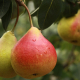 pear-fruit-pears-stockpack-pixabay.jpg pear, fruit, pears
