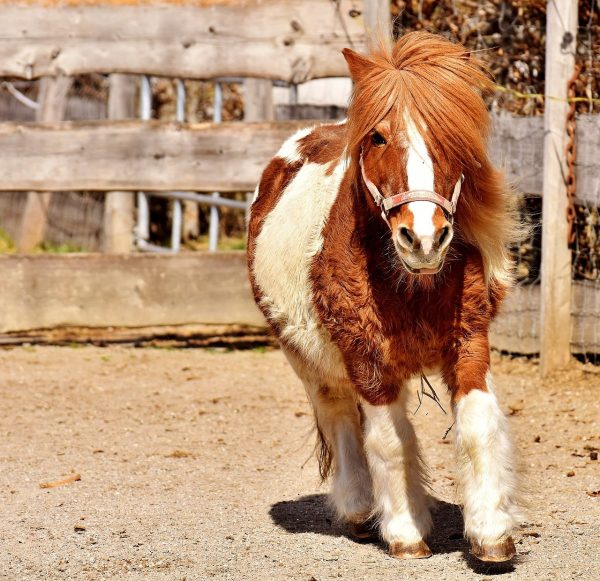 pony, running, cute