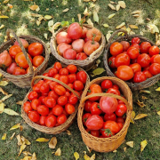 rosii tomate toamna frunze galbene fermieri agricultura Copyright foto Contactati www.AFACERI.news Rosii Tomate Toamna Frunze Galbene Fermieri Agricultura Copyright Foto Contactati Www.afaceri.news