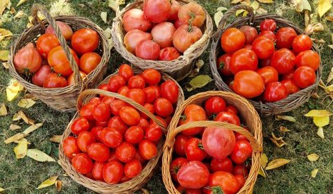 Rosii Tomate Toamna Frunze Galbene Fermieri Agricultura Copyright Foto Contactati Www.afaceri.news