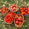Rosii Tomate Toamna Frunze Galbene Fermieri Agricultura Copyright Foto Contactati Www.afaceri.news
