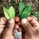20191022-iriarte-colombia-cauca-coca-6-3000 20191022 Iriarte Colombia Cauca Coca 6 3000