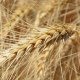 Brown wheat plant