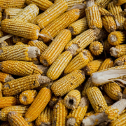 bunch-of-corn-cob-stockpack-pexels.jpg Bunch of corn cob