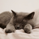 cat-pet-animal-stockpack-pixabay.jpg cat, pet, animal