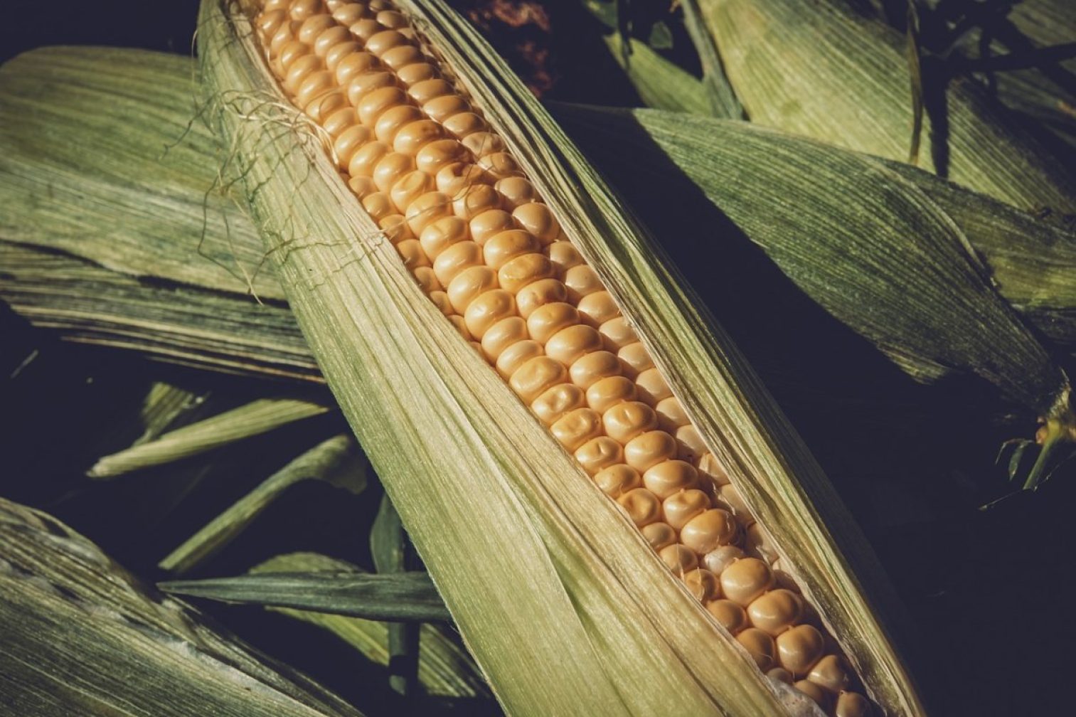 corn, harvest, healthy