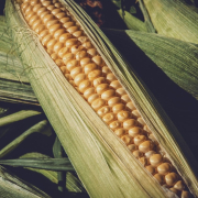 corn, harvest, healthy
