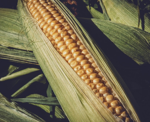 corn, harvest, healthy