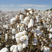 cotton-cotton-field-white-stockpack-pixabay.jpg cotton, cotton field, white