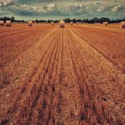 field-harvest-wheat-stockpack-pixabay.jpg field, harvest, wheat