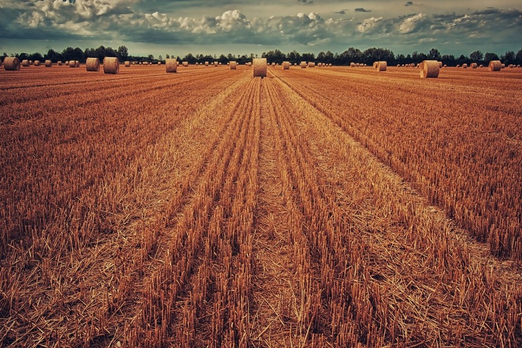 field-harvest-wheat-stockpack-pixabay.jpg field, harvest, wheat