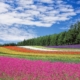flower-field-flowers-field-stockpack-pixabay.jpg flower field, flowers, field