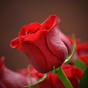 flower-rose-red-stockpack-pixabay.jpg flower, rose, red