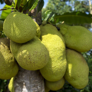 jackfruit, tree, african