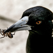 magpie, australian magpie, hungry