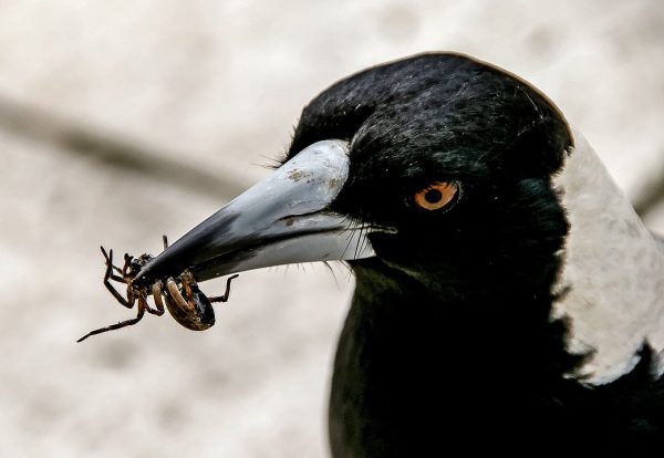 magpie, australian magpie, hungry