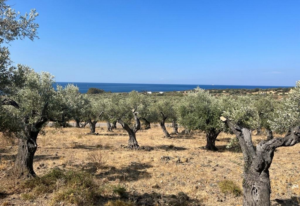 maslini ulei de masline mare Grecia insula Copyright foto Eugen Olariu, exclusiv pentru AFACERI.news Maslini Ulei De Masline Mare Grecia Insula Copyright Foto Eugen Olariu, Exclusiv Pentru Afaceri.news