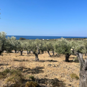maslini ulei de masline mare Grecia insula Copyright foto Eugen Olariu, exclusiv pentru AFACERI.news Maslini Ulei De Masline Mare Grecia Insula Copyright Foto Eugen Olariu, Exclusiv Pentru Afaceri.news