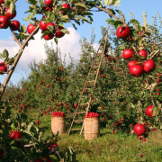 apples-orchard-apple-trees-stockpack-pixabay.jpg apples, orchard, apple trees