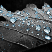 blade-drops-water-stockpack-pixabay.jpg blade, nature, drops