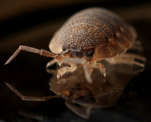 brown-8-legged-insect-on-black-surface-stockpack-pexels.jpg Brown 8 legged insect on black surface