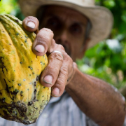 cocoa-men-colombia-stockpack-pixabay.jpg cocoa, men, colombia