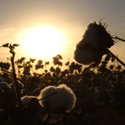 cotton-crop-field-stockpack-pixabay.jpg cotton, crop, field