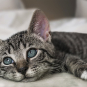 european-shorthair-cat-kitten-stockpack-pixabay.jpg european shorthair, cat, kitten