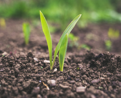 green-plant-sprouting-at-daytime-stockpack-unsplash.jpg green plant sprouting at daytime