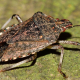 hemiptera-insects-bed-bug-stockpack-pixabay.jpg hemiptera, insects, bed bug