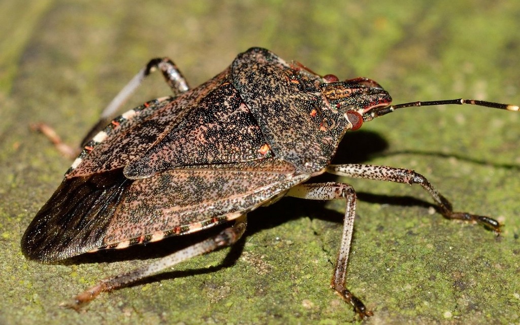 hemiptera-insects-bed-bug-stockpack-pixabay.jpg hemiptera, insects, bed bug
