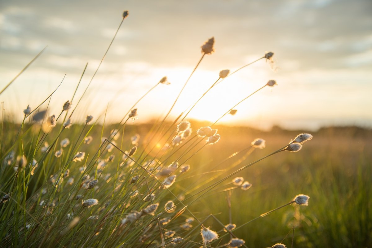 plume-sunset-nature-stockpack-pixabay.jpg plume, sunset, nature