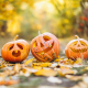 pumpkin-halloween-tradition-stockpack-pixabay.jpg pumpkin, halloween, tradition