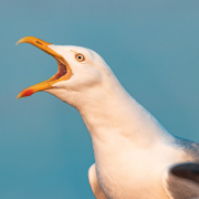 uk-seagull-portrait-stockpack-unsplash.jpg UK Seagull portrait