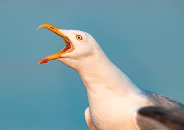 UK Seagull portrait