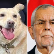 Codrut Van Der Bellen