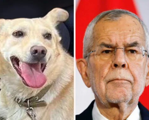 Codrut Van Der Bellen