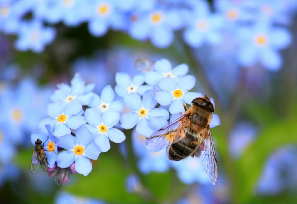 bee-insects-pollinate-stockpack-pixabay.jpg bee, insects, pollinate