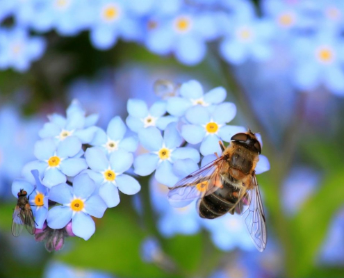 bee-insects-pollinate-stockpack-pixabay.jpg bee, insects, pollinate
