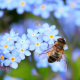 bee-insects-pollinate-stockpack-pixabay.jpg bee, insects, pollinate