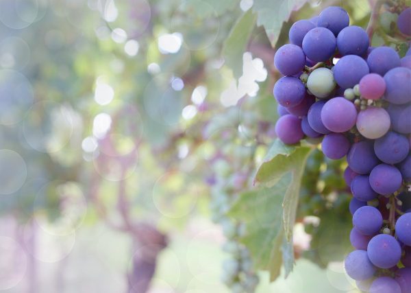grapes, purple grapes, vineyard