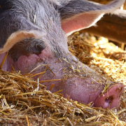 pig-animal-mammal-stockpack-pixabay.jpg pig, animal, mammal