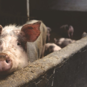 pig-animal-snout-stockpack-pixabay.jpg pig, animal, snout