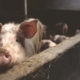 pig, animal, snout