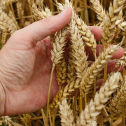 wheat-corn-cereals-stockpack-pixabay.jpg wheat, corn, cereals