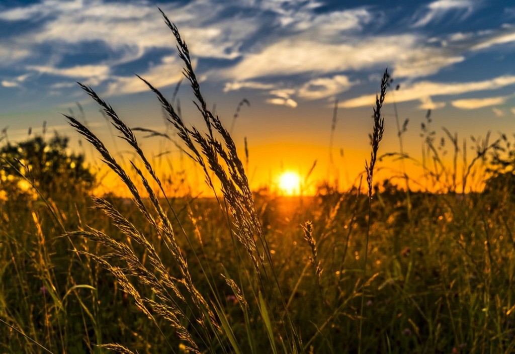 wheat, field, sunset