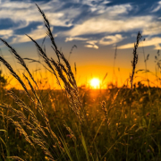 wheat-field-sunset-stockpack-pixabay.jpg wheat, field, sunset