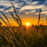 wheat, field, sunset