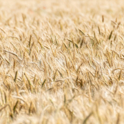 cereals-cornfield-ripe-stockpack-pixabay.jpg cereals, cornfield, ripe