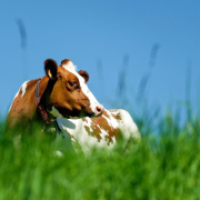 cow-animal-brown-white-stockpack-pixabay.jpg cow, animal, brown white